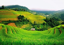 hillside terraced green fields