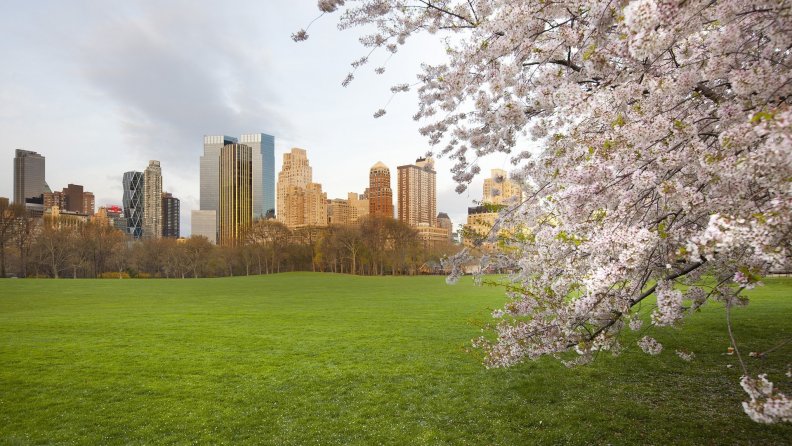 cherry blossoms in nyc central park meadow