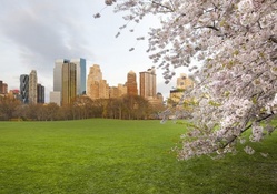 cherry blossoms in nyc central park meadow