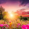 Flowered Sunrise