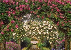 wonderful rose garden