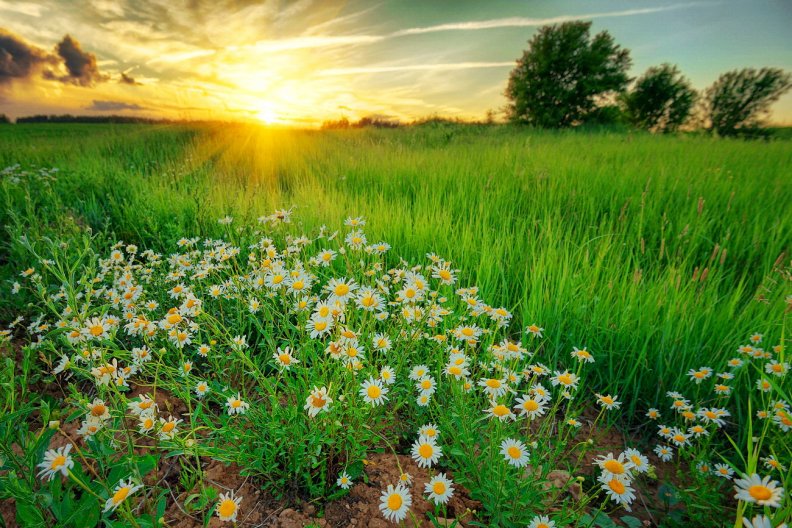 daisies_field_at_sunrise.jpg