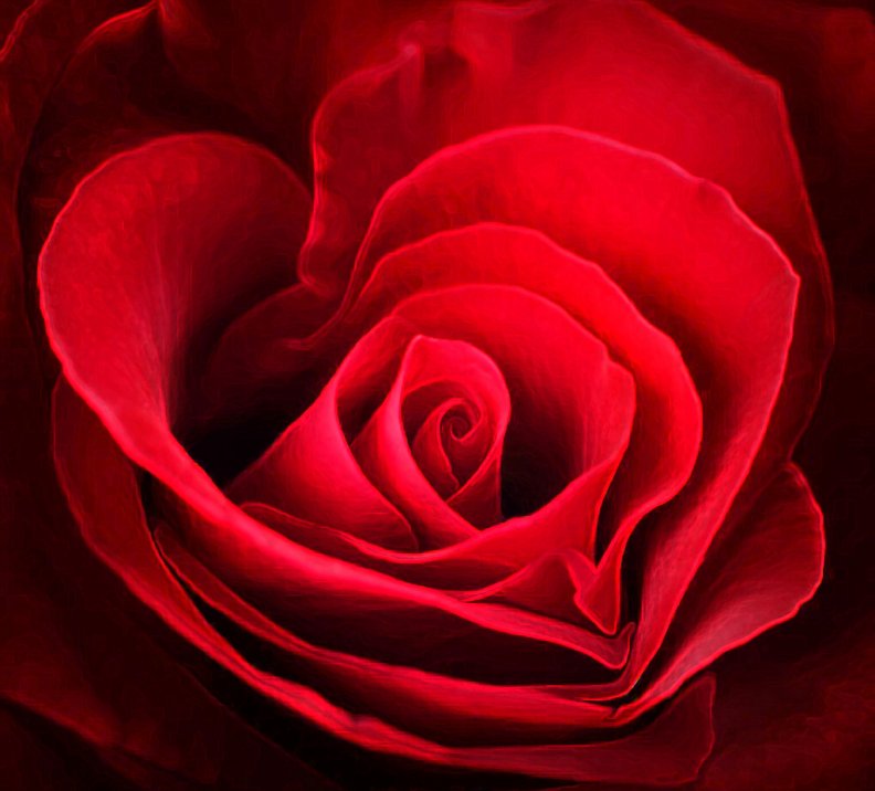 heart_shape_red_rose.jpg