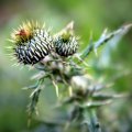 Angry Thistle