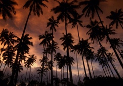 coconut palms in hawaii at dusk