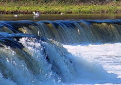 Fishes jumps over Venta waterfall.