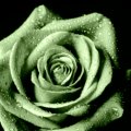 Green Open Rose