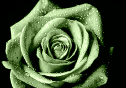 Green Open Rose