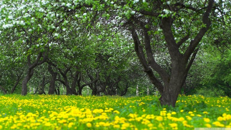 orchard_spring.jpg