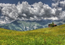 * A flourishing meadow in the mountains *
