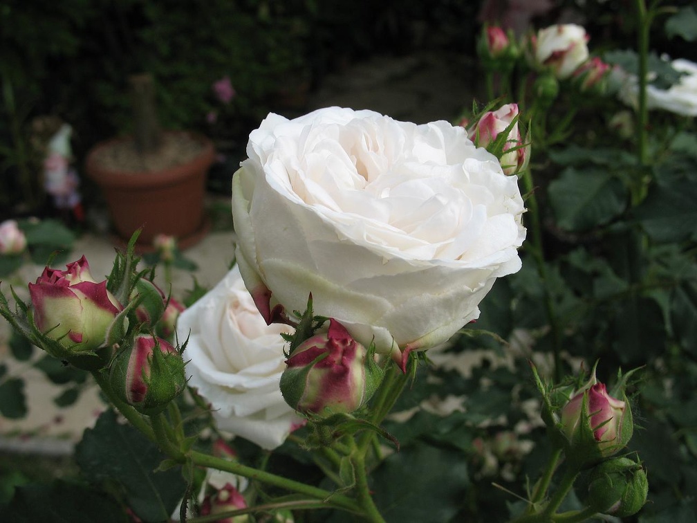 Large Gorgeous Rose