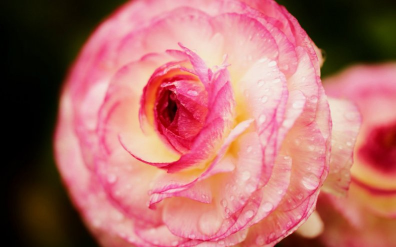 pink_flower.jpg