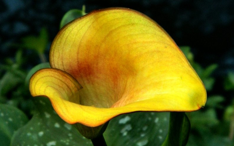 Bright Yellow Calla Lily