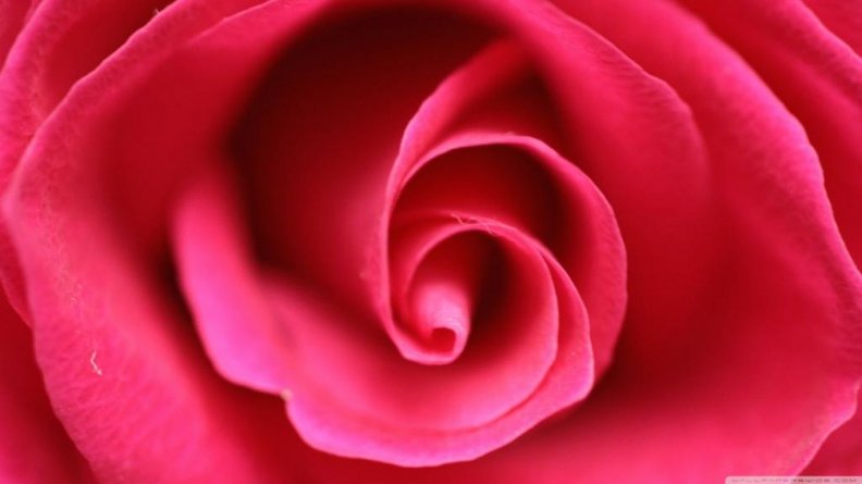 pink_rose_close_up.jpg
