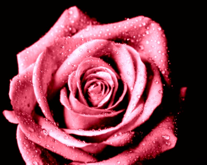 coral_pink_open_rose.jpg
