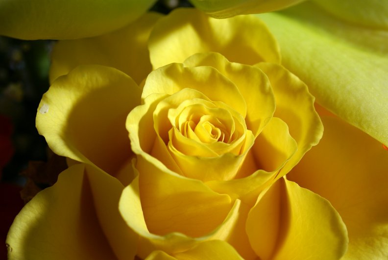 yellow_rose.jpg
