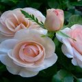 Beautiful Trio of Roses