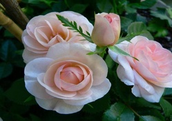Beautiful Trio of Roses
