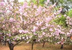 blossoming trees