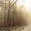 misty haze over a forest road in winter