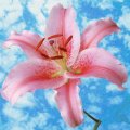 Pink Lily On Blue Sky