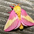 rosy_maple_moth.jpg