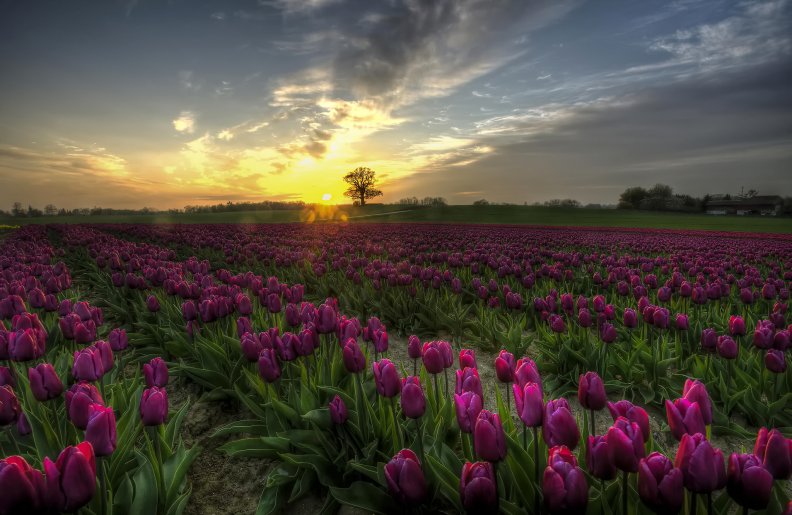Tulips World