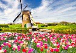 Mill and flowers