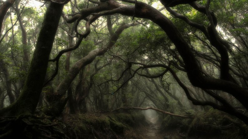creek_in_a_dark_mysterious_forest.jpg
