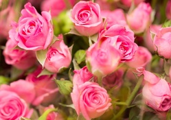 ♥Pink Roses♥