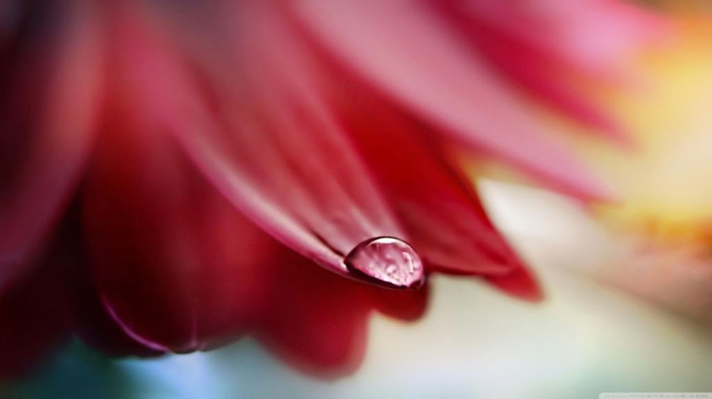 Drop on flower petal