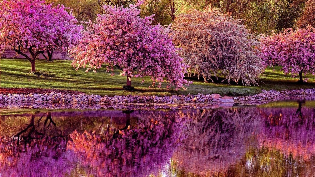 Blossomed Spring Trees Along The River