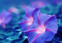 Purple love in blue dreams
