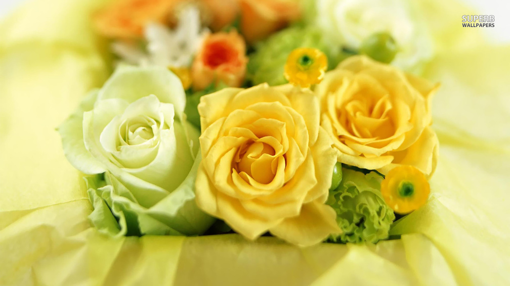Yellow and white roses