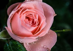 Dew drops on pink rose