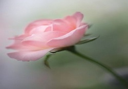 A Simple Pink Rose