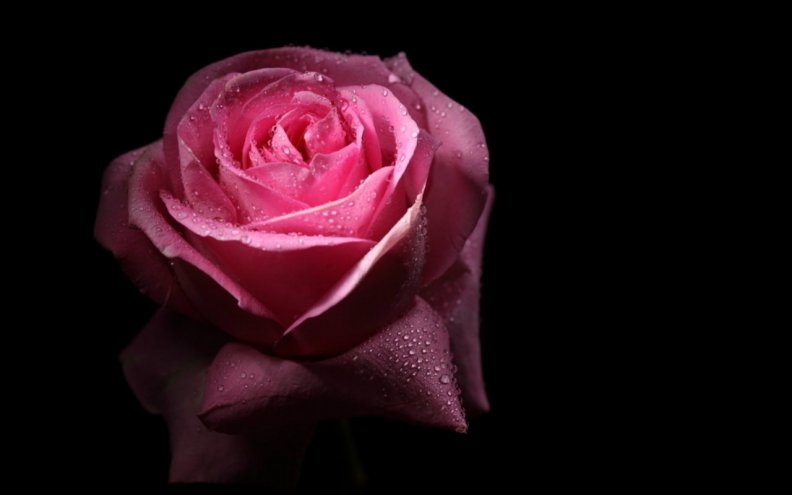 beautiful_rose.jpg