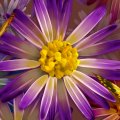 Purple Daisy Gold Butterfly