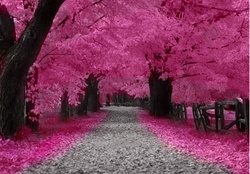 Cherry blossoms _pink