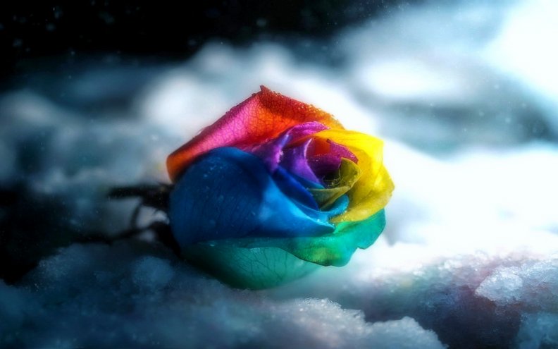 colorful_rose_in_gray.jpg