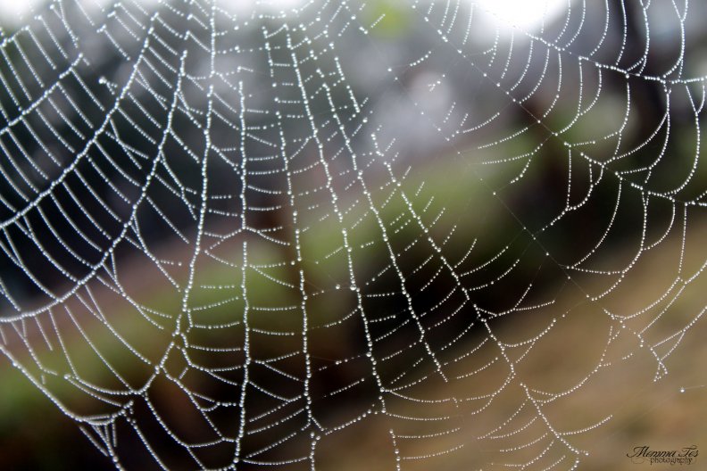 dew_covered_spiderweb.jpg