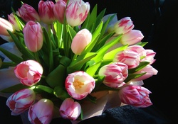 * Tulips *