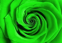 Lovely green rose