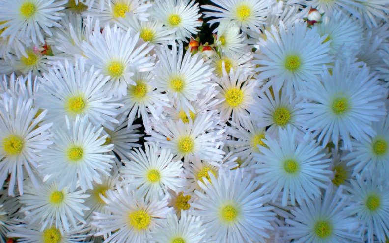 white_flowers.jpg