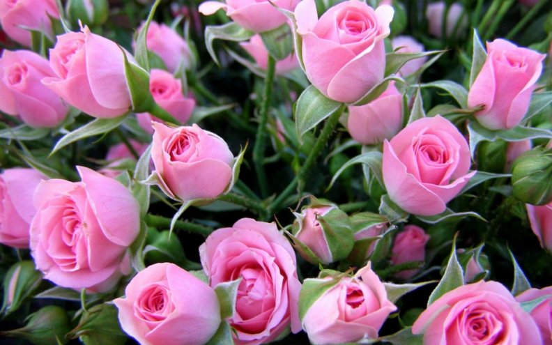 pink_bouquet.jpg