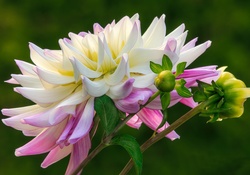 Pink and White Dahlia