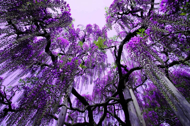 Purple Blossom Tree