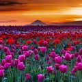 Tulip Field At Sunrise