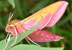 Elephant hawk moth