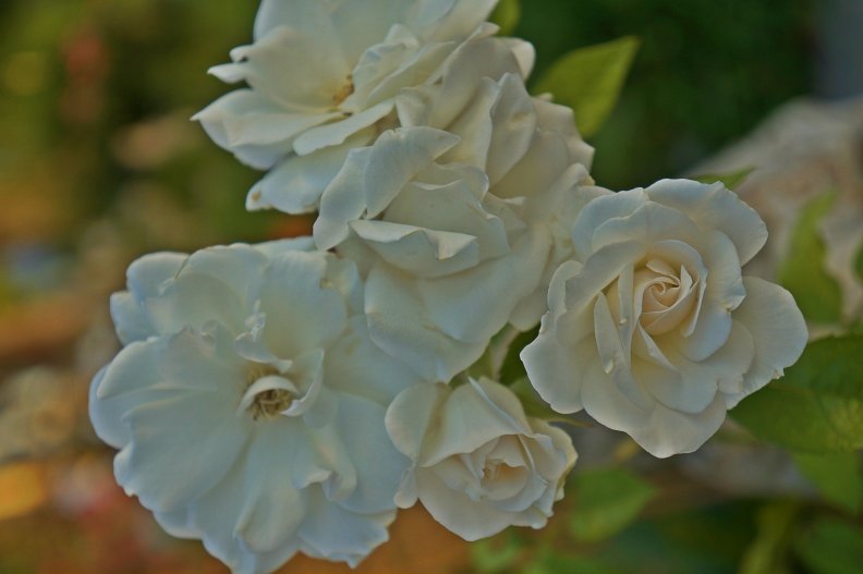 Beautiful White Roses Bloom